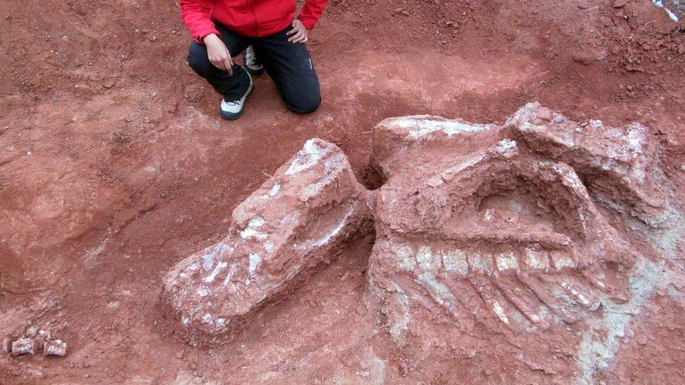 Ingentia Prima Huge Fossil Of Giant Dinosaur Discovered In Argentina Jurassic Journal 