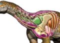 Ingentia prima Huge Fossil of giant dinosaur discovered in Argentina