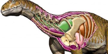 Ingentia prima Huge Fossil of giant dinosaur discovered in Argentina