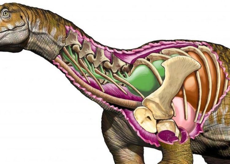 Ingentia prima Huge Fossil of giant dinosaur discovered in Argentina